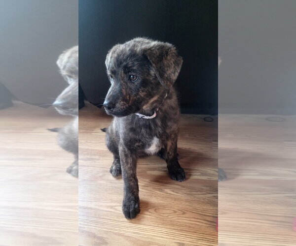 Medium Photo #3 Great Pyrenees-Unknown Mix Puppy For Sale in Brooklyn Center, MN, USA