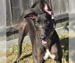 Greyhound Dogs for adoption in Grandville, MI, USA