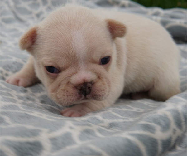 Medium Photo #6 French Bulldog Puppy For Sale in HOBART, IN, USA