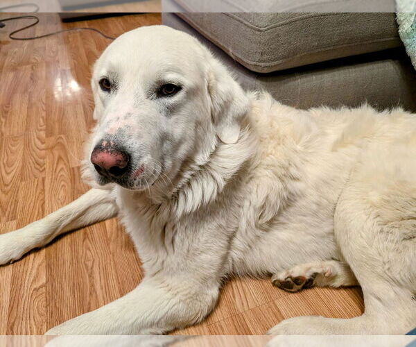 Medium Photo #1 Great Pyrenees Puppy For Sale in VERONA, MO, USA