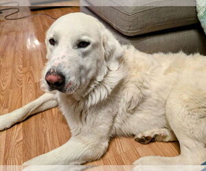 Father of the Great Pyrenees puppies born on 04/23/2025