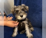 Small #20 Schnauzer (Miniature)