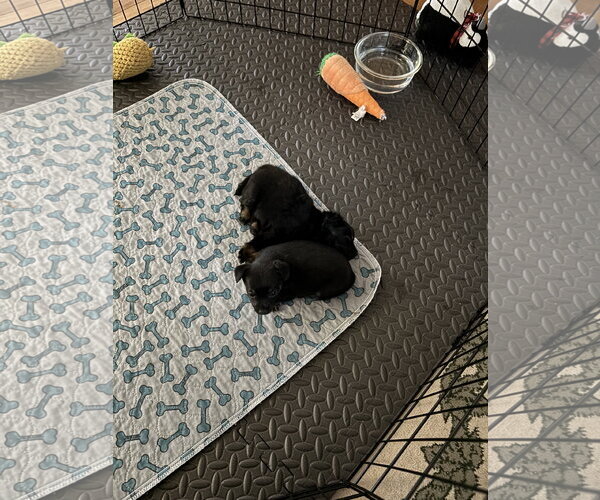 Medium Photo #5 ShiChi Puppy For Sale in Bellevue, WA, USA