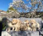 Small Photo #37 Golden Retriever Puppy For Sale in CITRUS HEIGHTS, CA, USA