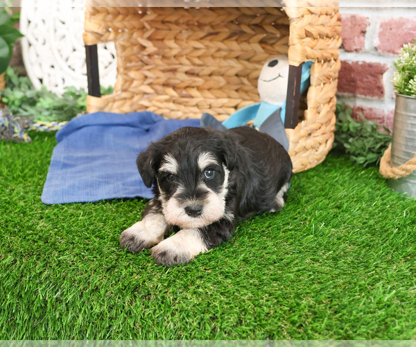 Medium Photo #3 Schnauzer (Miniature) Puppy For Sale in SYRACUSE, IN, USA