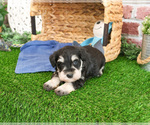 Small #2 Schnauzer (Miniature)