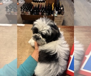 Pom-A-Poo-Shih Tzu Mix Puppy for Sale in MORRISON, Colorado USA