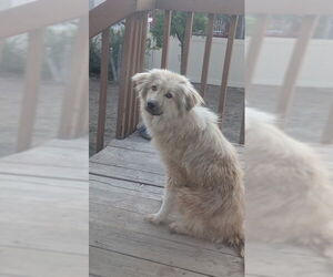 Great Pyrenees-Pomeranian Mix Dogs for adoption in MIDWAY, UT, USA
