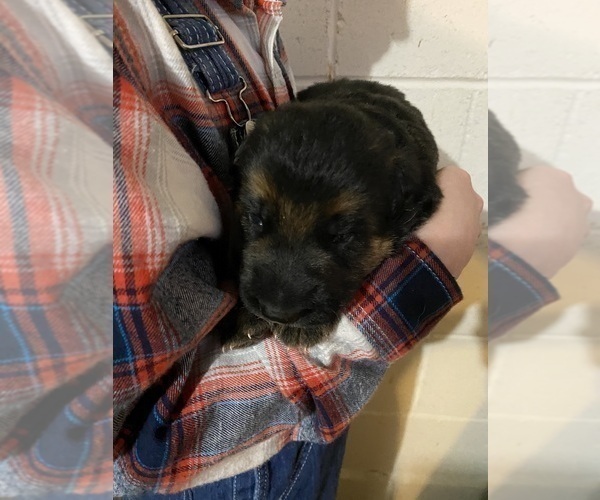 Medium Photo #6 German Shepherd Dog Puppy For Sale in WESTBY, WI, USA