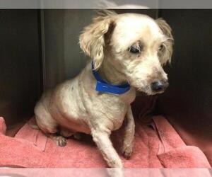 Mutt Dogs for adoption in Riverside, CA, USA