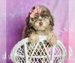 Small Photo #46 Poodle (Toy) Puppy For Sale in WARSAW, IN, USA