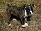 Small Photo #14 Boxer Puppy For Sale in CHILHOWEE, MO, USA