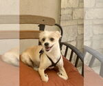 Small #4 Norwich Terrier Mix