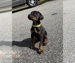 Small #1 Doberman Pinscher