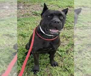 Mutt Dogs for adoption in Fort Lauderdale, FL, USA