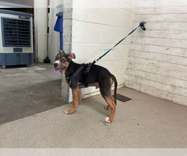 Medium Photo #1 American Pit Bull Terrier-Unknown Mix Puppy For Sale in San Bernardino, CA, USA
