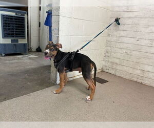 American Pit Bull Terrier-Unknown Mix Dogs for adoption in San Bernardino, CA, USA