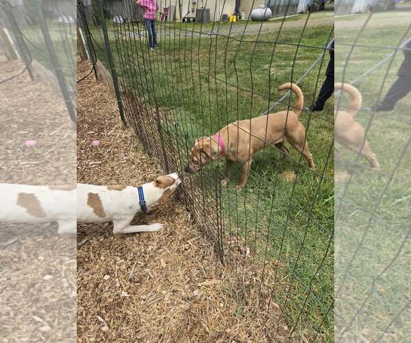Medium Photo #6 Labrador Retriever-Unknown Mix Puppy For Sale in Rustburg, VA, USA