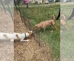 Small #5 Labrador Retriever Mix