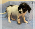 Small #1 Poodle (Standard) Mix