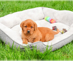 Small #2 Labrador Retriever