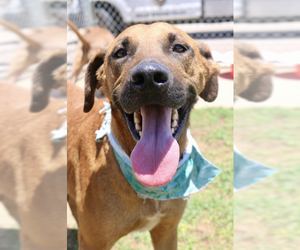 Mutt Dogs for adoption in Woodbury, NY, USA