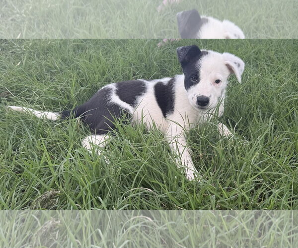 Medium Photo #3 Shollie Puppy For Sale in Sebec, ME, USA