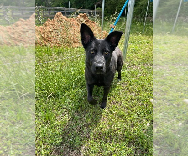 Medium Photo #3 German Shepherd Dog-Unknown Mix Puppy For Sale in Brewster, NY, USA