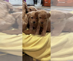 Puppy Puppy 4 Labrador Retriever