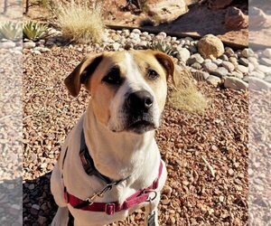 American Pit Bull Terrier-Great Pyrenees Mix Dogs for adoption in Kanab, UT, USA