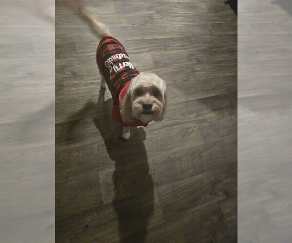 Medium Photo #4 Cock-A-Chon Puppy For Sale in Mooresville, NC, USA