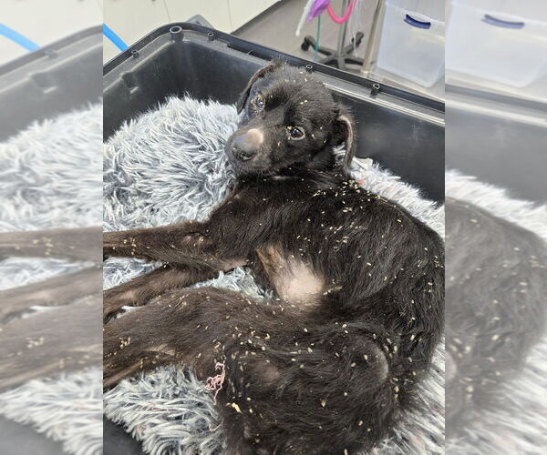 Medium Photo #2 Mutt Puppy For Sale in Evansville, IN, USA