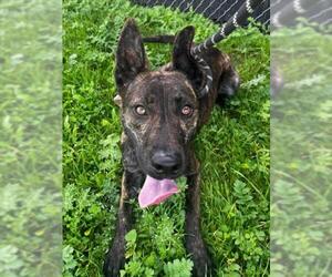 Holland Shepherd Dogs for adoption in Woodland, CA, USA