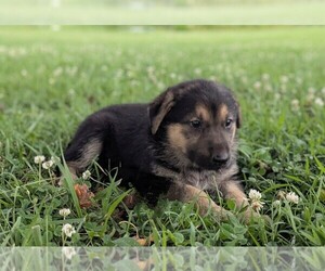 German Shepherd Dog Puppy for sale in WOODBURN, KY, USA