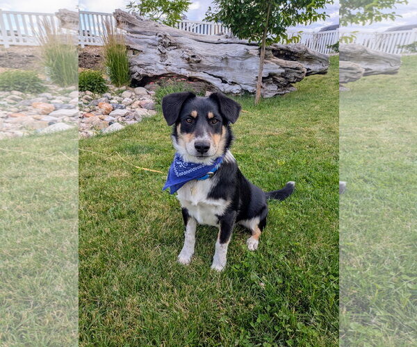 Medium Photo #1 Mutt Puppy For Sale in Sandy, UT, USA