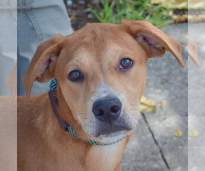 Black Mouth Cur-Unknown Mix Dogs for adoption in Huntley, IL, USA