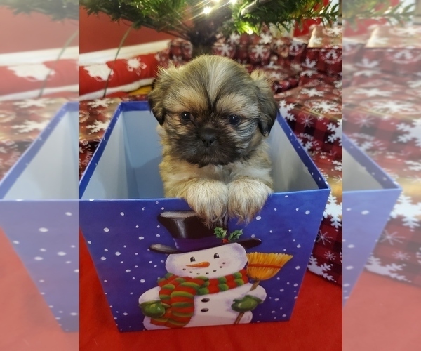 Medium Photo #2 Shih Tzu Puppy For Sale in GRIFFIN, GA, USA