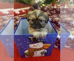 Small Photo #2 Shih Tzu Puppy For Sale in GRIFFIN, GA, USA