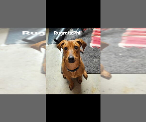 Medium Photo #1 Unknown-Vizsla Mix Puppy For Sale in Aurora, IN, USA