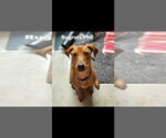 Small Vizsla Mix