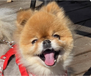 Pomeranian Dogs for adoption in San Ramon, CA, USA