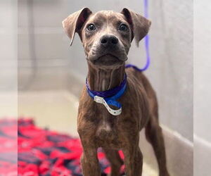 Great Dane-Unknown Mix Dogs for adoption in Las Vegas, NV, USA