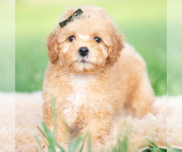 Medium Photo #51 Poodle (Toy) Puppy For Sale in WARSAW, IN, USA