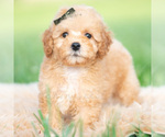Small #1 Poodle (Toy)