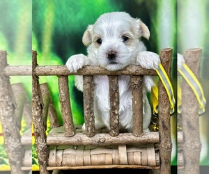 YorkiePoo Puppy for Sale in CASSVILLE, Missouri USA