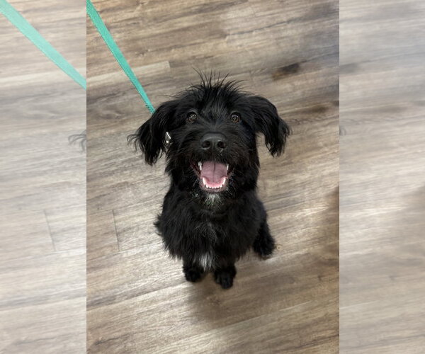Medium Photo #6 Mutt Puppy For Sale in Fort Worth, TX, USA