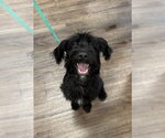 Small #5 Mutt