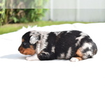 Small Photo #3 Miniature Australian Shepherd Puppy For Sale in PALM COAST, FL, USA