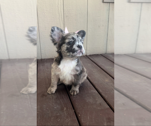 French Bulldog Puppy for sale in MESQUITE, TX, USA