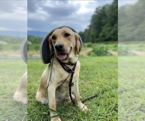 Labrador Retriever Dogs for adoption in CHATTANOOGA, TN, USA